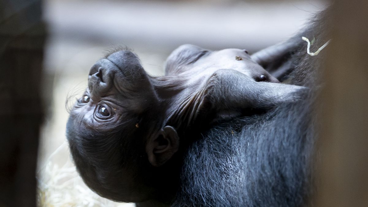 FOTO: Další přírůstek v pražské zoo. Podívejte se na čerstvě narozené gorilí mládě